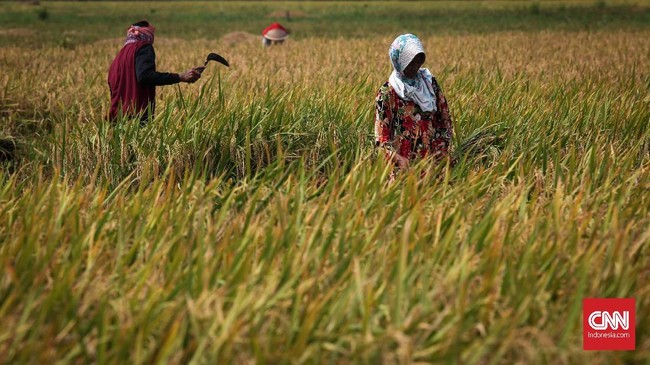 Warganet mencuitkan soal kesejahteraan petani di tengah persoalan impor beras pada Hari Tani Nasional pada 24 September.