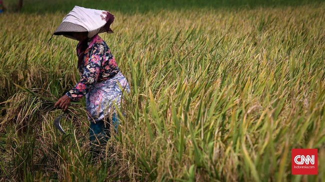 BPS mencatat harga beras di tingkat eceran naik tipis 0,12 persen pada September. Angka ini berbanding terbalik dibanding bulan lalu yang turun 0,09 persen.