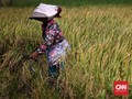 Harga Beras Eceran Naik Tipis Sepanjang September 2019