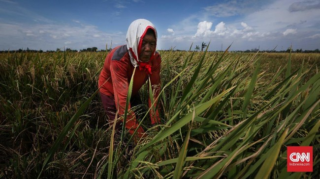 Kementerian Pertanian memproyeksi investasi sektor pertanian hingga akhir tahun bisa mencapai Rp61,58 triliun. Angka ini melesat 34 persen dibanding tahun lalu.