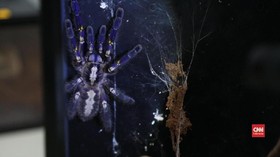 Cerita Jeffry Melawan Fobia Laba-laba dengan Tarantula