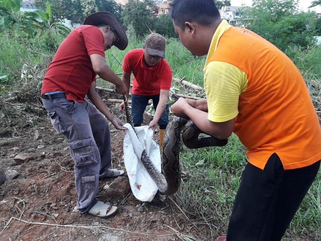 Foto: Ular Sanca 4 Meter yang Ditemukan di Depok Foto: Ular Sanca 4 Meter yang Ditemukan di Depok