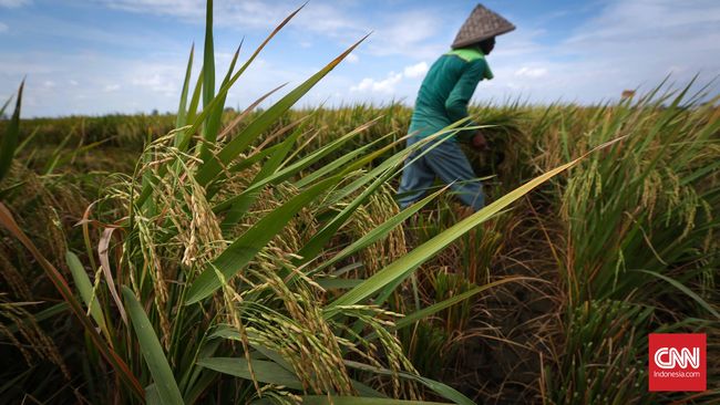 Kriminalisasi Petani Aceh Buntut Inovasi Benih Padi Jokowi
