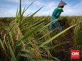 Kriminalisasi Petani Aceh, Buntut Inovasi Benih Padi Jokowi