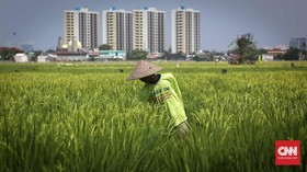 BPS Ungkap Efek Ngeri El Nino: Lumbung Padi Kering - Harga Beras Naik