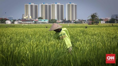 Plt Kepala BPS Amalia Adininggar Widyasanti mengungkapkan dampak El Nino bisa membuat stok di lumbung padi Indonesia menipis sehingga harga beras melonjak.