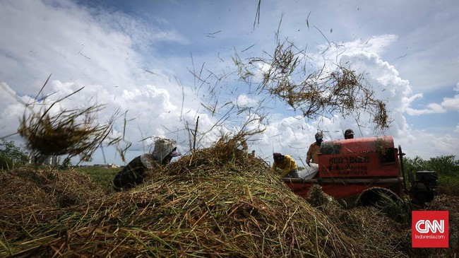 Ekonom Senior Faisal Basri mengkritik penujukkan Menteri Pertahanan Prabowo Subianto sebagai 'komandan' proyek lumbung pangan di Kalimantan Tengah.