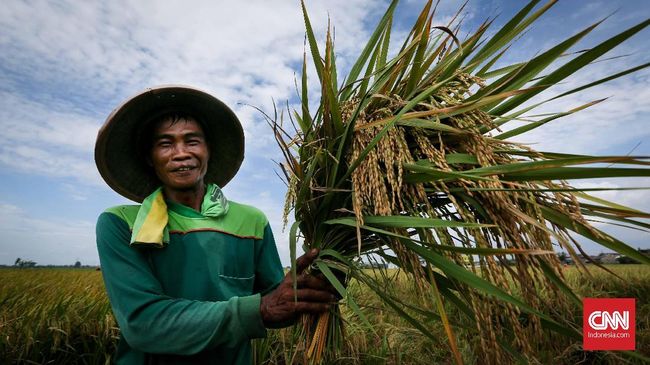 BPS Sebut Daya Beli Buruh Tani November Membaik