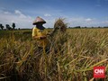 Food Estate, Jalan Jokowi Kenyangkan Rakyat Indonesia