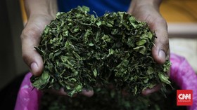 Bea Cukai Kualanamu Sita 10,6 Kg Daun Khat untuk WN Ethiopia