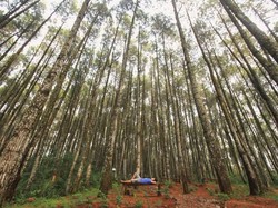 Imbas PPKM: Pelaku Wisata Bantul Terpuruk, Cuma Bisa Makan Daun