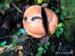 Lima Bonggol Rafflesia di Agam Gagal Mekar Sempurna