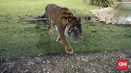Harimau Serang Perkemahan di Taman Wisata Gunung Dempo