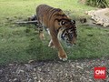 Gubernur Sumsel Minta Serangan Harimau Tak Dibesar-besarkan