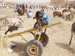 PBB Ingatkan Kekurangan Pangan Melanda Dunia Akibat Pandemi