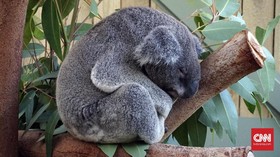 Menatap Koala Mengantuk di Symbio Wildlife Park