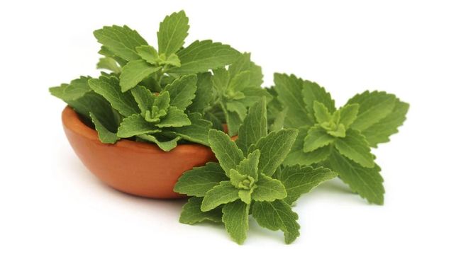 Daun katuk punya segudang manfaat untuk kesehatan, mulai dari antidiabetes hingga meningkatkan kualitas sperma. 