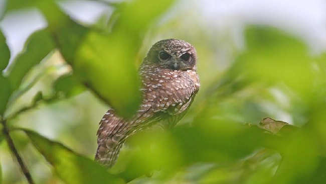 Tiga burung langka di Indonesia status keterancamannya semakin kritis seiring dengan makin tingginya jumlah burung itu hilang hutan.