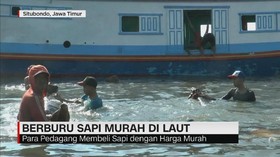 Berburu Sapi Murah di Laut