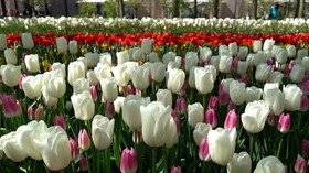VIDEO: Bunga Tulip Penebar Rezeki di Belanda