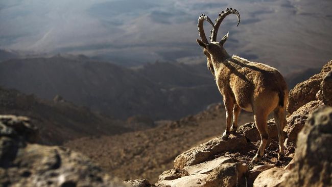 Negev Kawasan Wisata Gurun Kebanggaan Israel