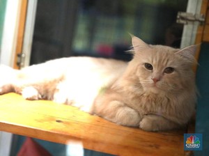 Jarang yang Tahu, Ada 7 Manfaat Kesehatan Pelihara Kucing di Rumah