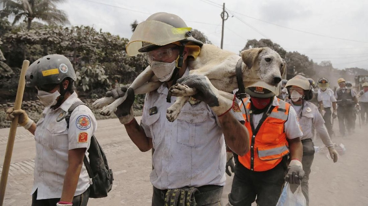 FOTO: Saat Hewan Jadi Korban Erupsi Gunung Fuego