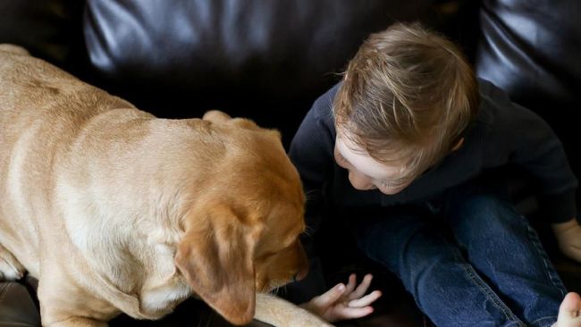 Balita Ini Berhasil 'Kabur' dari Kamar Dibantu Anjing Peliharaan