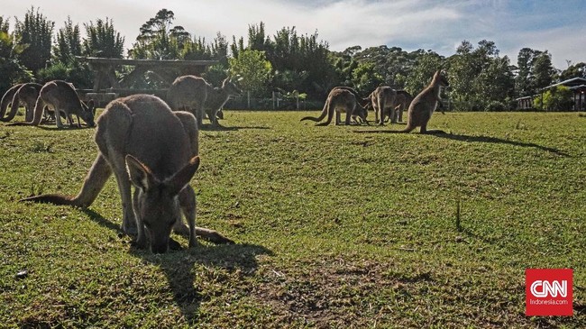 Setidaknya 20 kanguru mati akibat aksi tabrak lari warga sekitar di beberapa lokasi di negara bagian New South Wales (NSW), Australia.