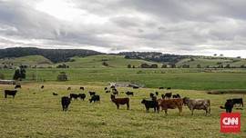 Impor dari Australia Susut, Populasi Sapi RI Terancam