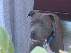 Kondisi Pencari Rumput yang Kupingnya Digigit Anjing Pitbull di Sleman