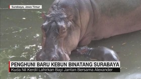 Penghuni Baru Kebun Binatang Surabaya