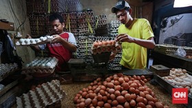 Harga Telur Ayam Terdongkrak Pakan