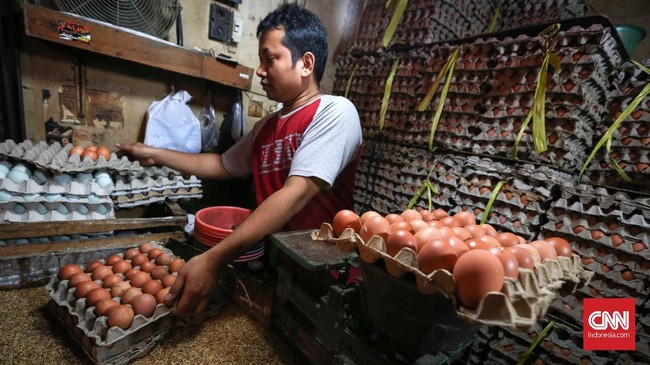 Melemahnya nilai tukar rupiah membuat harga pakan ayam naik sehingga berimbas pada kenaikan harga telur.