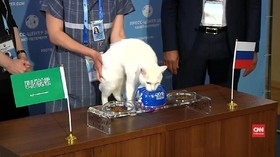 VIDEO: Kucing Ramal Pemenang Laga Pertama Piala Dunia 2018