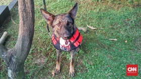 Mahasiswa Diduga Dianiaya Polisi Malut, Dipaksa Minta Maaf ke Anjing