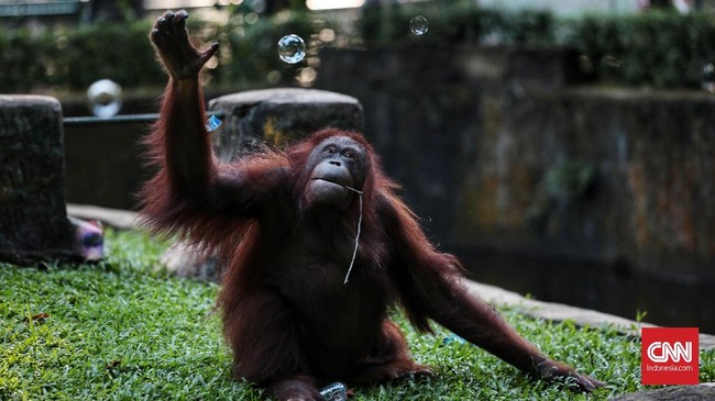 FOTO: Lebaran, Kala Ragunan Diserbu Wisatawan