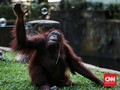 Lucunya Satwa Ragunan, dari yang Tua hingga yang Hobi Kabur
