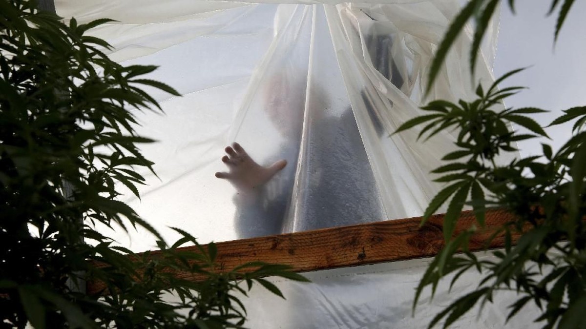 FOTO: Hancurnya Kebun Ganja Disiram Lava Kia