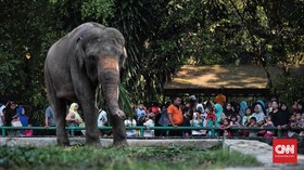 Pengunjung Ragunan Tinggi, Gajah dan Gorila Binatang Favorit