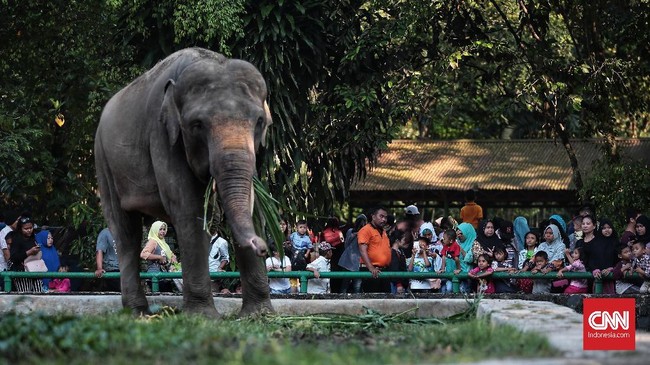 Taman Margasatwa Ragunan baru dibuka kembali pada hari kedua Lebaran 2019. Pengunjung pada musim libur lebaran kali ini ditargetkan mencapai sekitar 800 ribu.