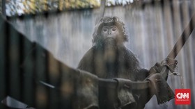 Pelaku Perdagangan Satwa dituntut Penjara dan Denda Rp50 Juta