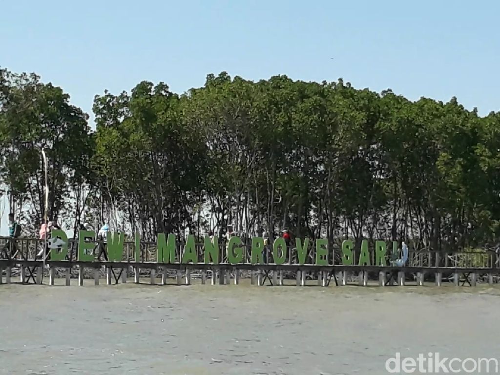 Foto: Tahu Nggak, Brebes Punya Wisata Hutan Mangrove Foto: Tahu Nggak, Brebes Punya Wisata Hutan Mangrove