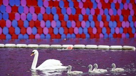 Mencari Angsa Kesayangan Kerajaan Inggris di Sungai Thames