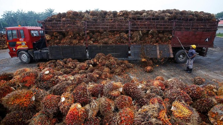 A worker unloads palm oil fruits from a lorry inside a palm oil factory in Salak Tinggi, outside Kuala Lumpur.   © Reuters