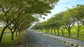 Trembesi akan Teduhkan Ruas Tol Gempol-Pasuruan