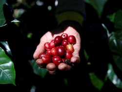Kepahitan yang Lahirkan Budaya Ngopi Tanpa Kopi di Bandung
