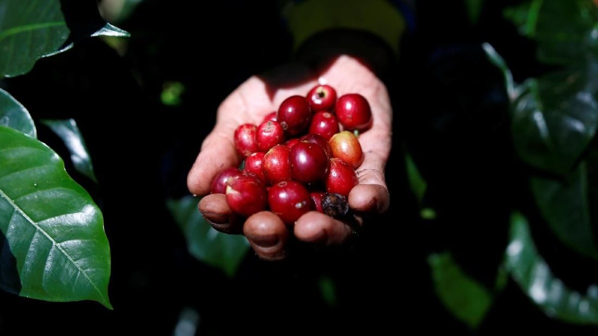 El Nino Siap Makan Korban Baru: Kopi Tetangga RI