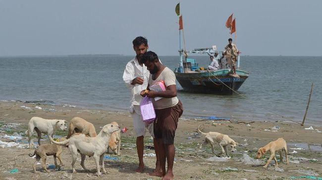 Pulau yang dikenal bernama Dingy atau Buddo itu merupakan habitat anjing-anjing yang terlantar di Pakistan.