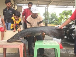 Kemunculan Ikan Arapaima di Sungai Juga Pernah Menggegerkan Warga Jatim